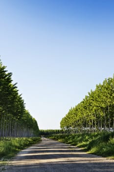 Rows of aspen trees -poplar -in a sunny  day , long dirt road between the rows , beautiful lawn with grass ,high contrast light 