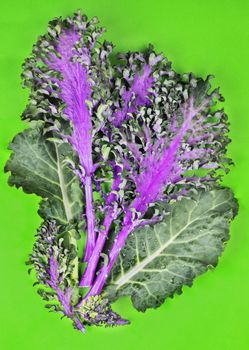 Beautiful green and purple leaves of kale on a colored background , curly edges and vibrant colors