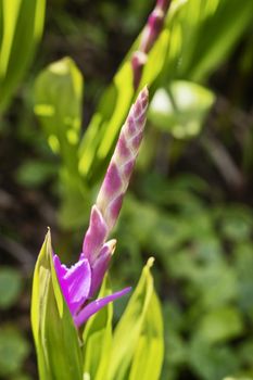 Beautiful pink hyacinth orchid -bletilla striata - ,detail of the pink flower 