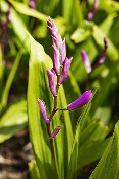 Beautiful pink hyacinth orchid -bletilla striata - ,detail of the pink flower 