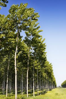 Rows of aspen trees -poplar -in a sunny and windy day , beautiful lawn with grass ,high contrast light 