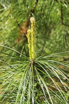 Detail of eastern white pine also called weymouth pine or pinus strobus ,the seed cones are slender , long with scales and rounded apex