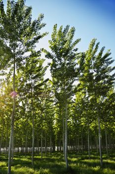 Rows of aspen trees -poplar -in a sunny and windy day , beautiful lawn with grass ,high contrast light with a reflection of the sun