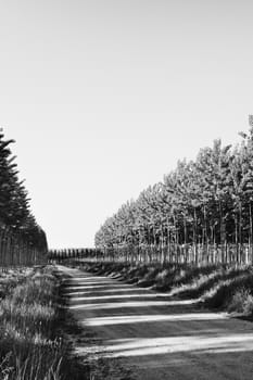 Rows of aspen trees -poplar -in a sunny day , long dirt road between rows, beautiful lawn with grass ,high contrast light 