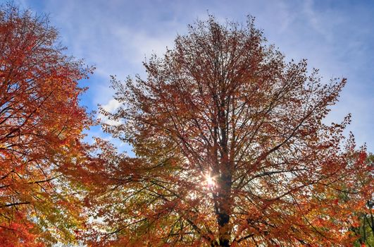 Beautiful autumn tree with red and orange colored leaves on a sunny day