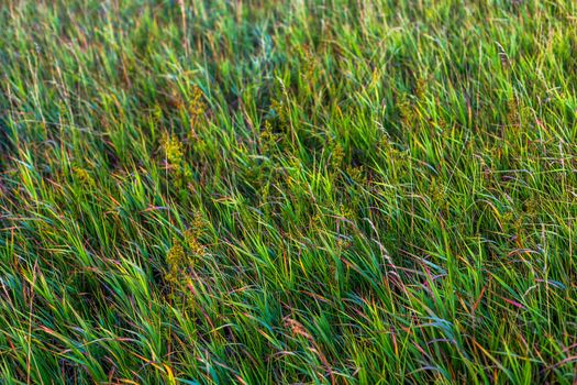 mixed colored grass with sun burnt ends senective focus background with differend shades of green