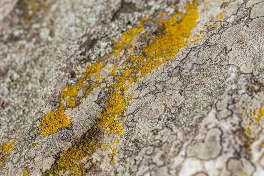 gray molded flat closeup stone background under direct sunlight with selective focus