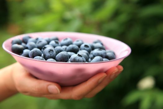 Hands holding a bowl with blueberries