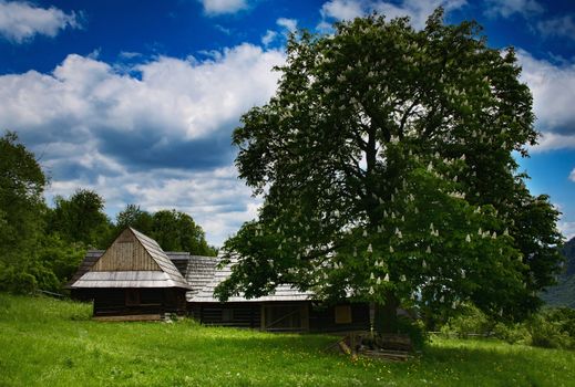 seasonal landscape with wooden houses and chestnut tree