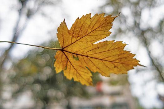 close up autumn leaf in nature
