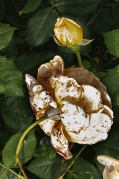 
Fantastic rose ‘Golden Celebration ‘ , in the foreground a white blossom rose with red spots almost withered  , in the foreground a beautiful yellow rosebud ,dark green leaves
