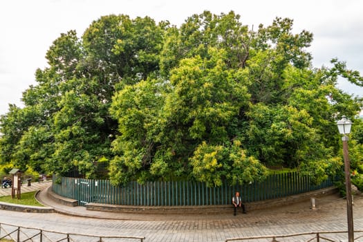 The Hundred-Horse Chestnut in Sant'Alfio, Catania, Sicily. It is the largest and oldest known chestnut tree in the world