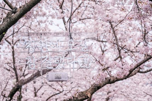 1 APRIL 2018 : Many tourist came to Jinhae, South Korea, to see beautiful blooming Cherry Blossom during Jinhae Gunhangje Festival which was held from 1 to 10 April 2018