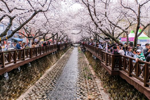 1 APRIL 2018 : Many tourist came to Jinhae, South Korea, to see beautiful blooming Cherry Blossom during Jinhae Gunhangje Festival which was held from 1 to 10 April 2018