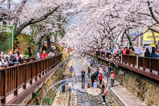 1 APRIL 2018 : Many tourist came to Jinhae, South Korea, to see beautiful blooming Cherry Blossom during Jinhae Gunhangje Festival which was held from 1 to 10 April 2018