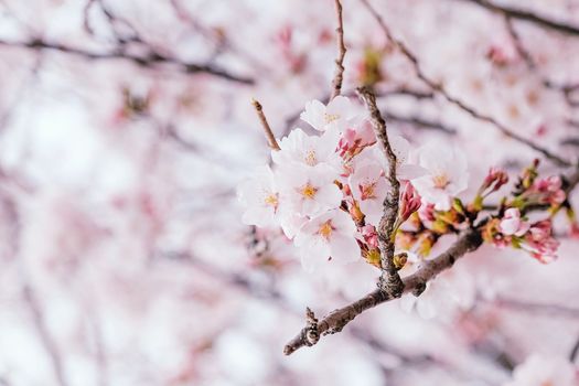 Beautiful blooming cherry blossom [sakura] detail and close up at Springtime is South Korea