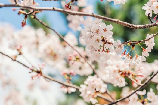 Beautiful blooming cherry blossom [sakura] detail and close up at Springtime is South Korea