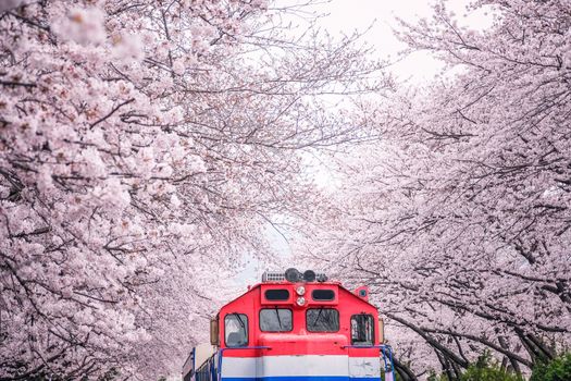Busan train between raw of cherry blossom in Jinhae, Jinhae Gunhangje Festival in Korea, Gyeonghwa Railway Station, South Korea