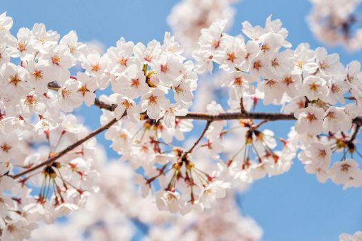 Beautiful blooming cherry blossom [sakura] detail and close up at Springtime is South Korea