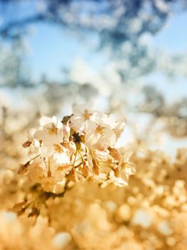 Beautiful blooming cherry blossom [sakura] detail and close up at Springtime is South Korea