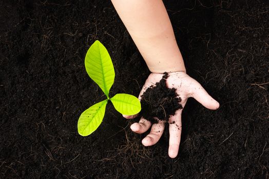 Top view of a green little seedling young tree in black soil on child's hands he is planting, Concept of global pollution, Save Earth day and Hand Environment conservation