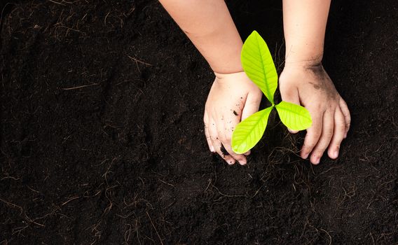 Top view of child hand planting young tree seedling on black soil at the garden, Concept of global pollution, Save Earth day and Hand Environment conservation