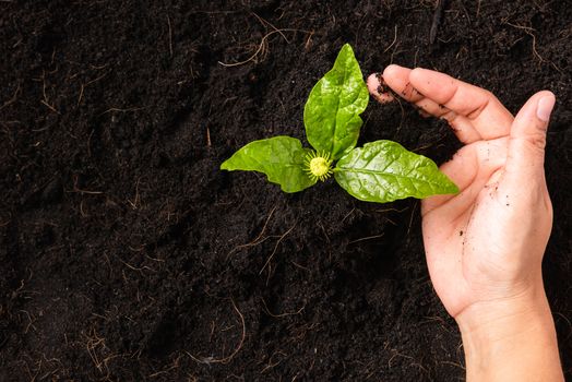 Hand of a woman planting green small plant life on compost fertile black soil with nurturing tree growing, Concept of Save World, Earth day and Hands ecology environment