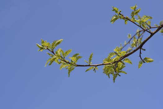 Thornless Honey locust - Latin name - Gleditsia triacanthos var. inermis