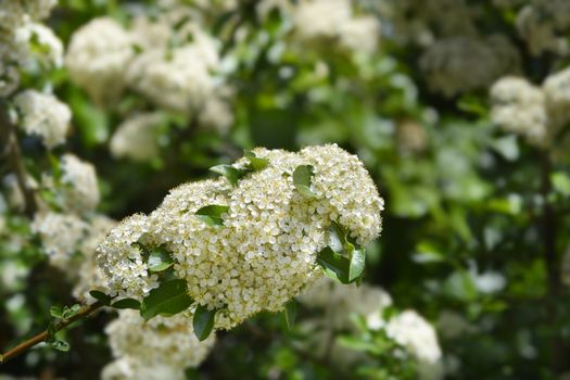 Scarlet firethorn flowers - Latin name - Pyracantha coccinea