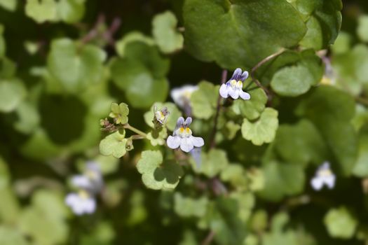 Kenilworth Ivy small flowers - Latin name - Cymbalaria muralis