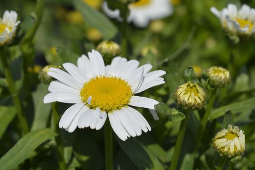 Shasta daisy Snow Lady - Latin name - Leucanthemum x superbum Snow Lady