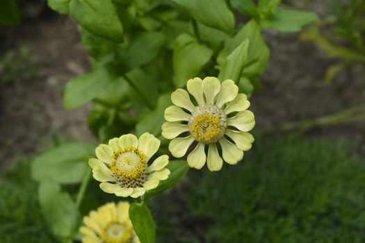 Zinnia Envy flowers - Latin name - Zinnia elegans Envy