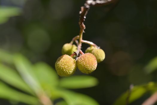 Strawberry tree fruit - Latin name - Arbutus unedo