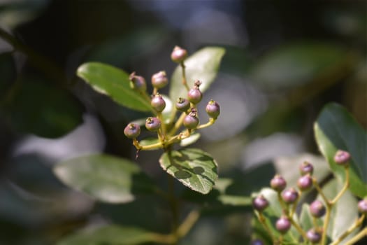 Laurustinus berries - Latin name - Viburnum tinus