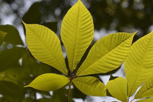 Bottlebrush buckeye leaves - Latin name - Aesculus parviflora