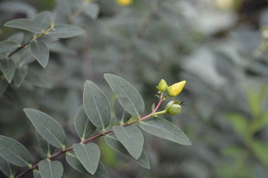 Golden St Johns Wort - Latin name - Hypericum frondosum