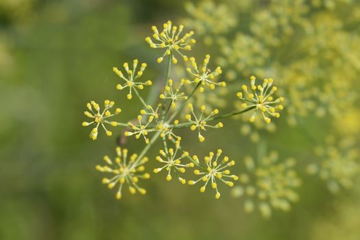 Common fennel - Latin name - Foeniculum vulgare