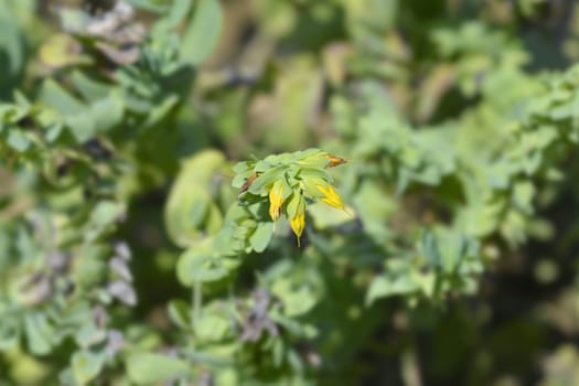 Smooth honeywort - Latin name - Cerinthe glabra