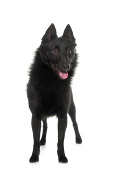 young Schipperke dog in front of white background