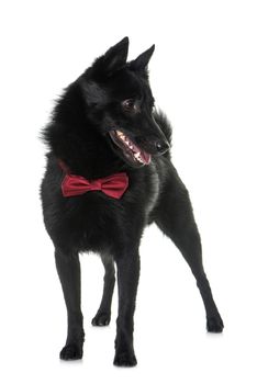 young Schipperke dog in front of white background