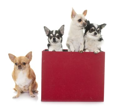 purebred chihuahuas in box  in front of white background