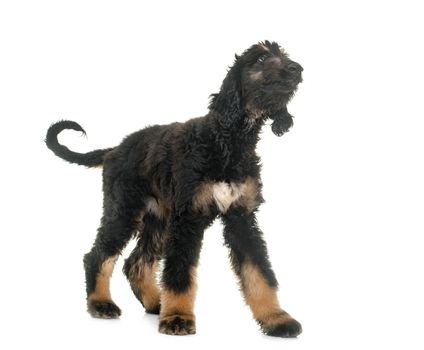 puppy afghan hound in front of white background