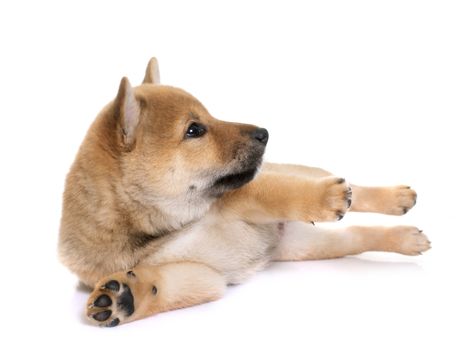 puppy shiba inu in front of white background