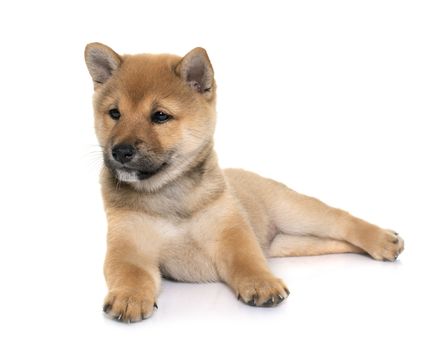 puppy shiba inu in front of white background