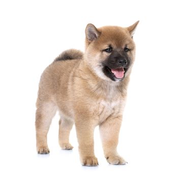 puppy shiba inu in front of white background