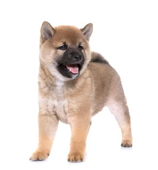 puppy shiba inu in front of white background