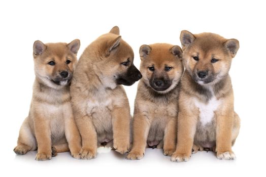 puppies shiba inu in front of white background