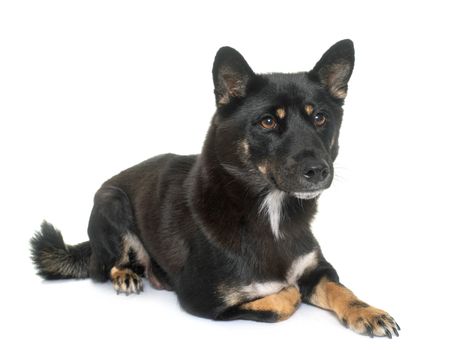 black shiba inu in front of white background