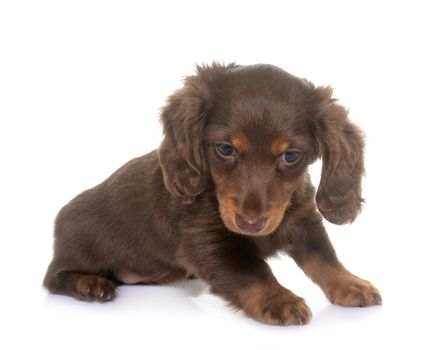 long hair dachshund in front of white background