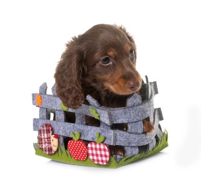 long hair dachshund in front of white background